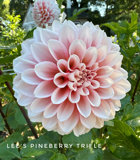 Lee's Pineberry Trifle