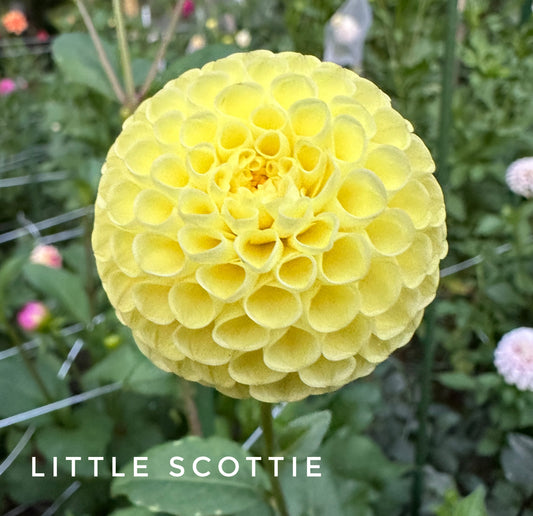 Little Scottie