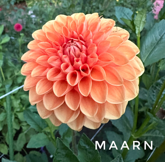 Maarn