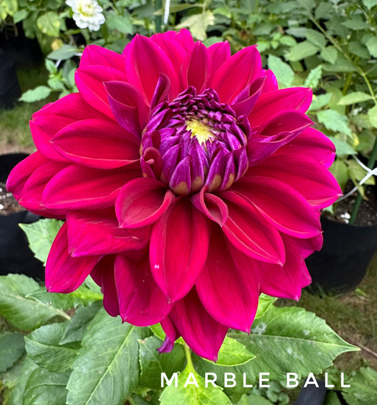 Marble