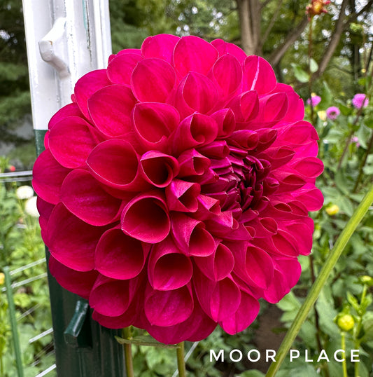 Moor Place