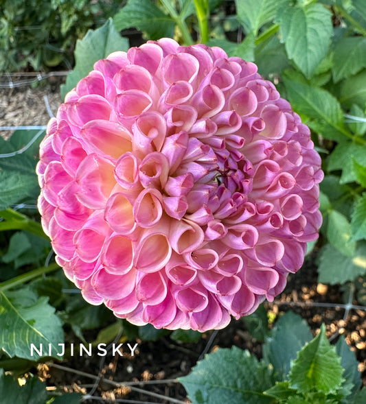 Nijinsky