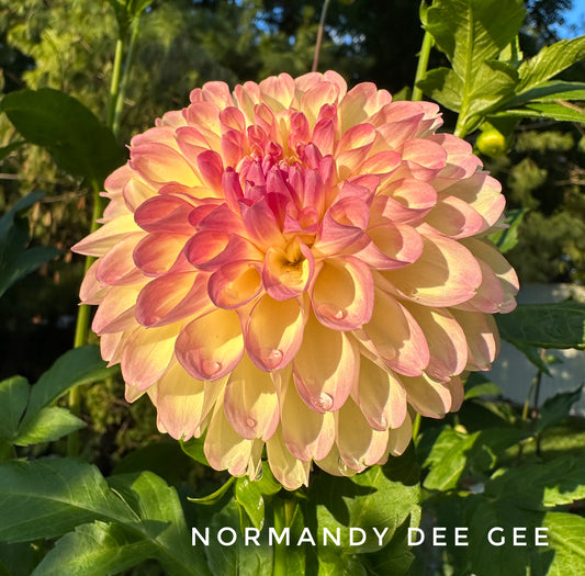 Normandy DeeGee