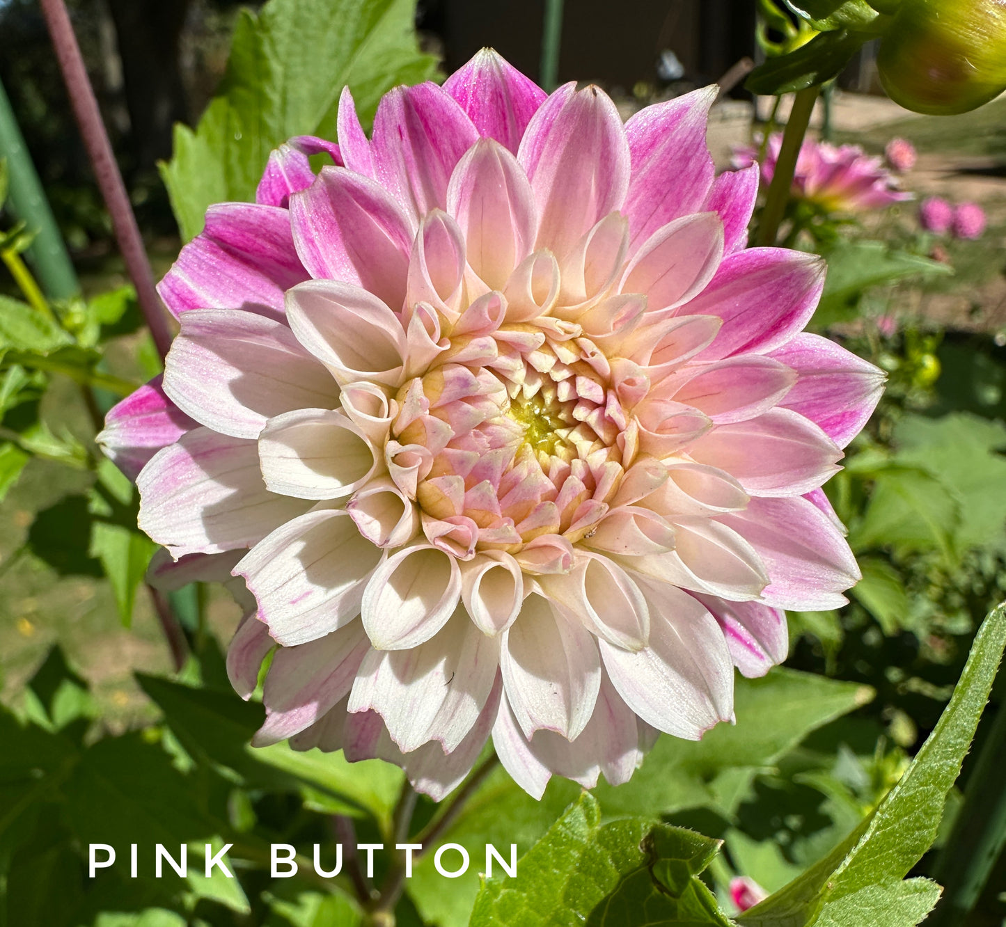 Pink Button