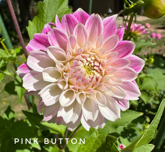 Pink Button