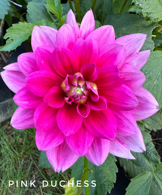 Pink Duchess