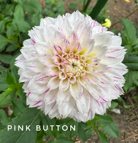Pink Button