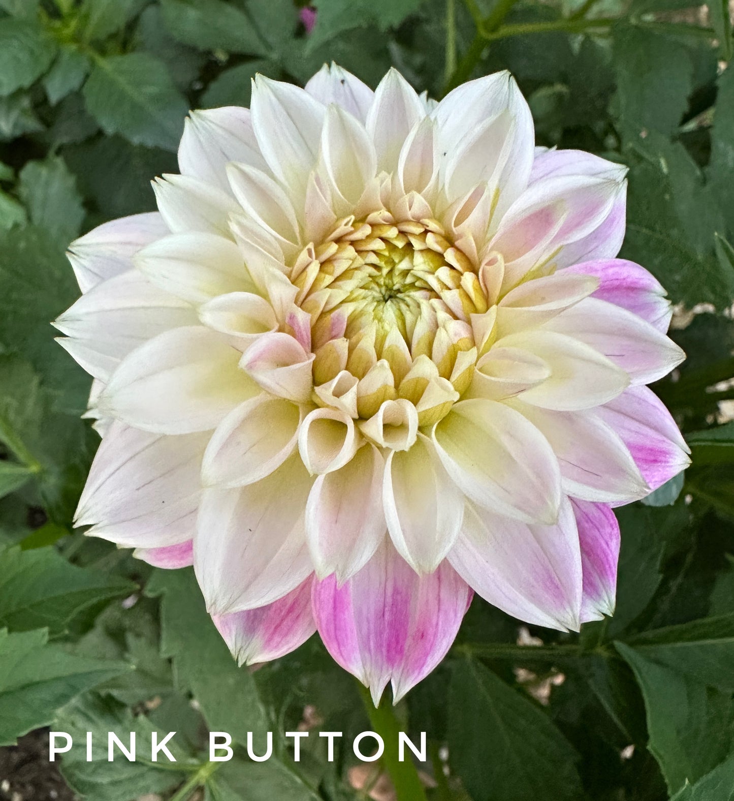 Pink Button