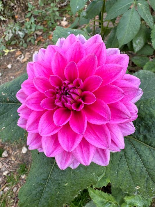 Pink Duchess