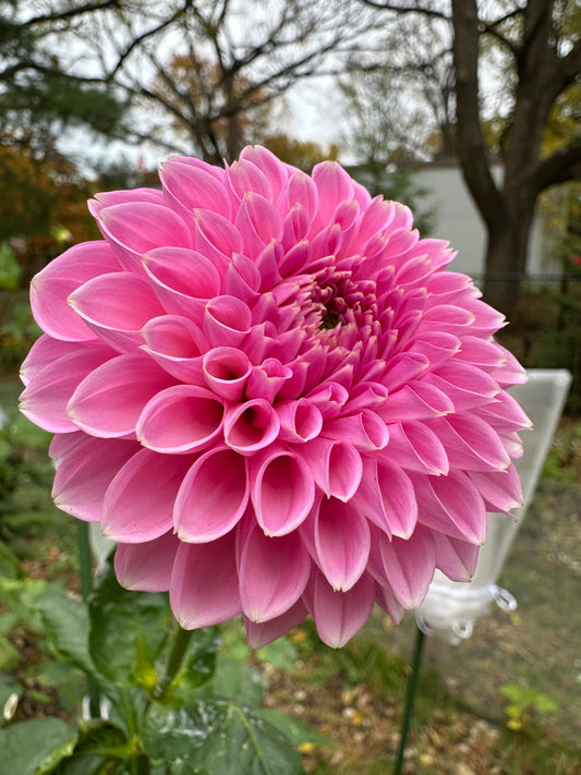 Pink Sylvia (Sandra)