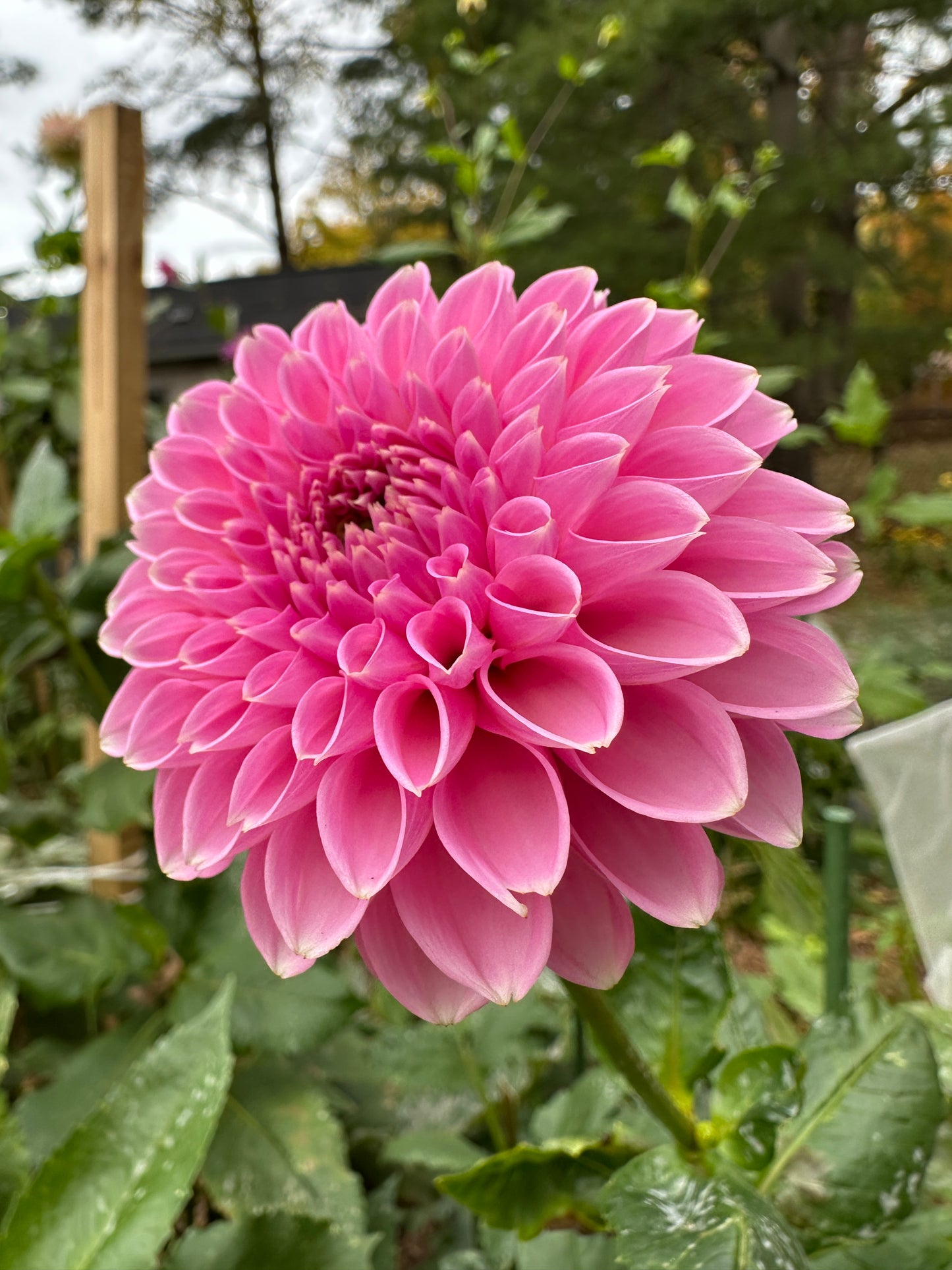 Pink Sylvia (Sandra)
