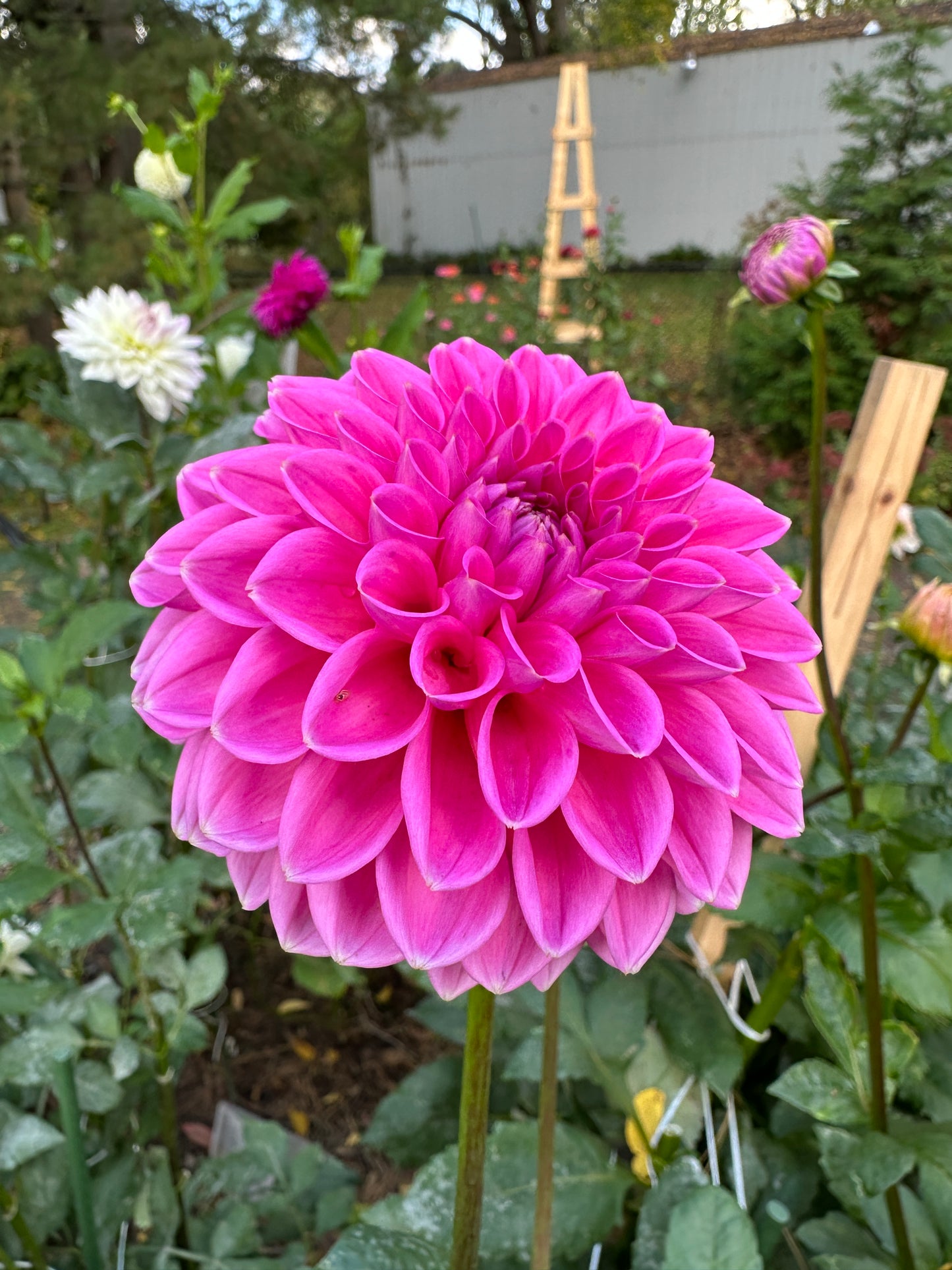 Pink Sylvia (Sandra)