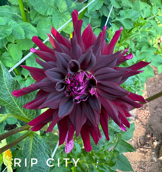 Rip City