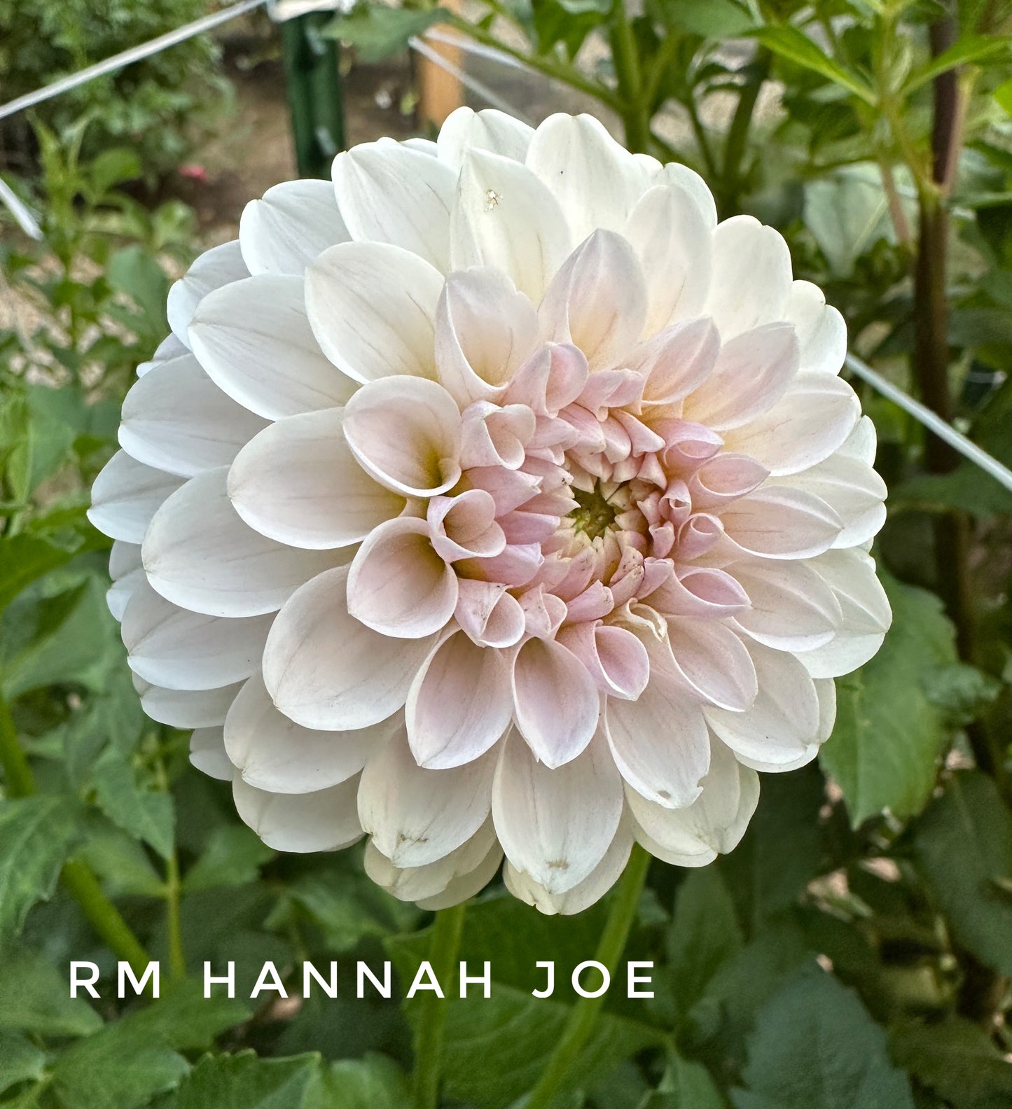 RM Hannah Joe