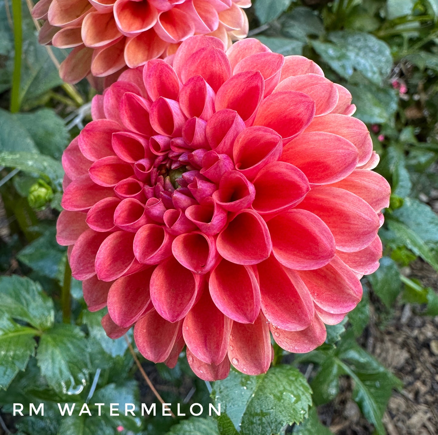 RM Watermelon