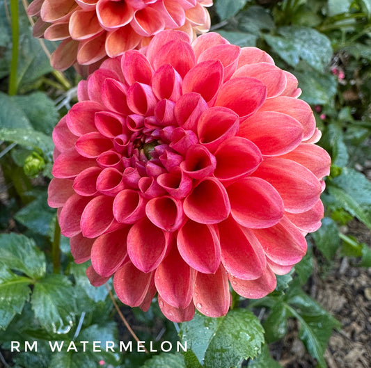 RM Watermelon