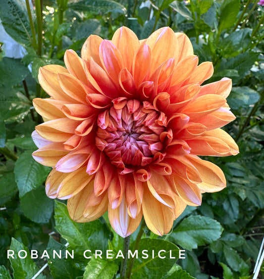 RobAnn Creamsicle