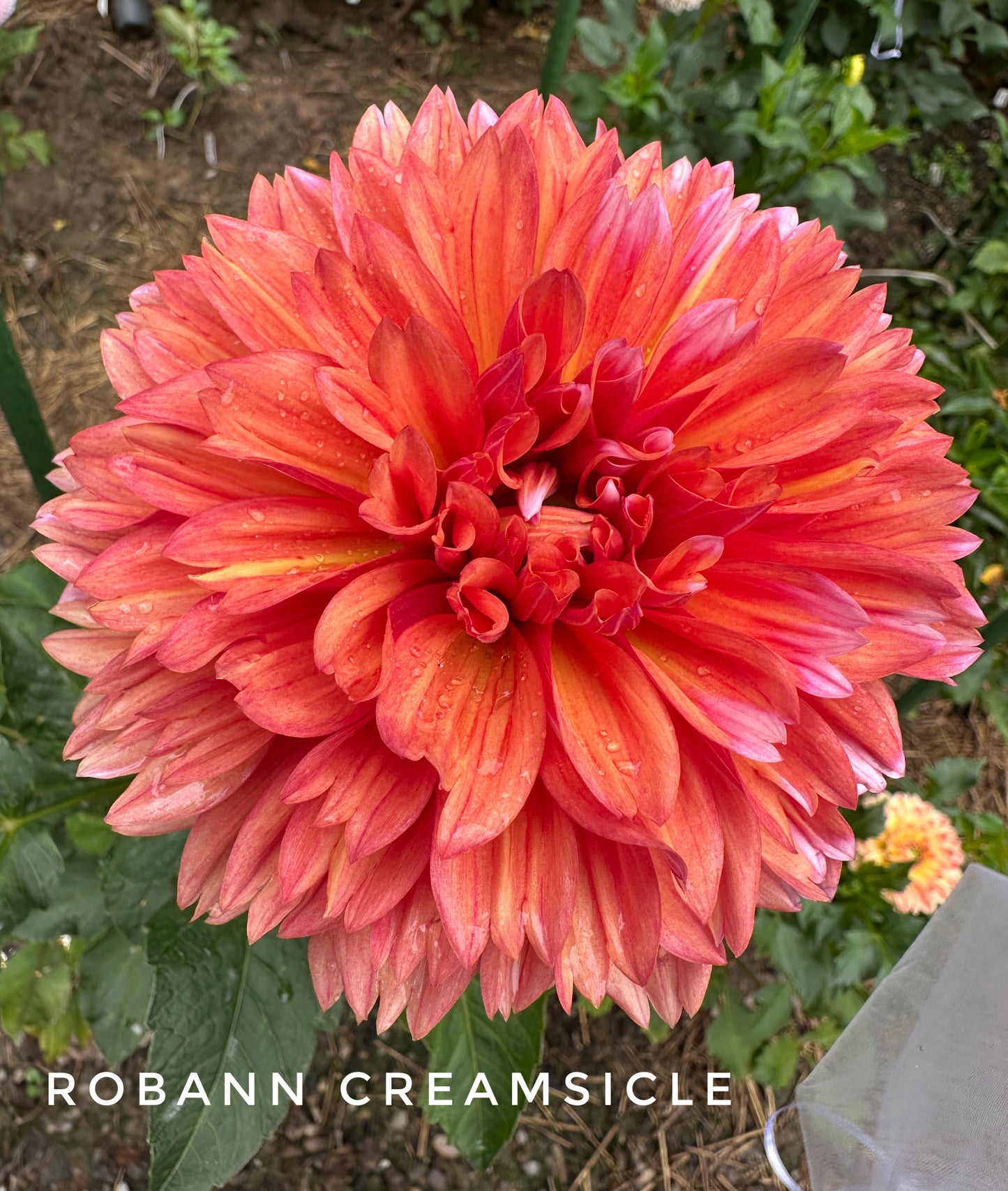 RobAnn Creamsicle