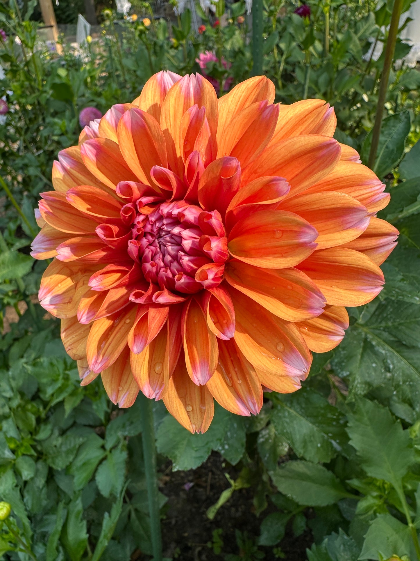 RobAnn Creamsicle