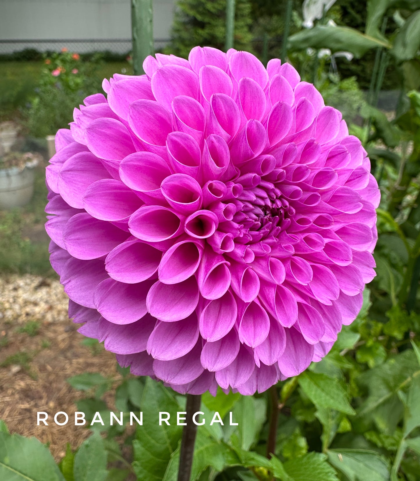 RobAnn Regal