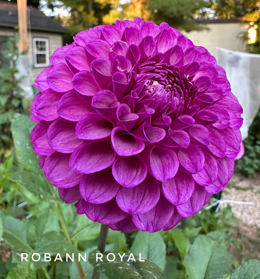Robann Royal