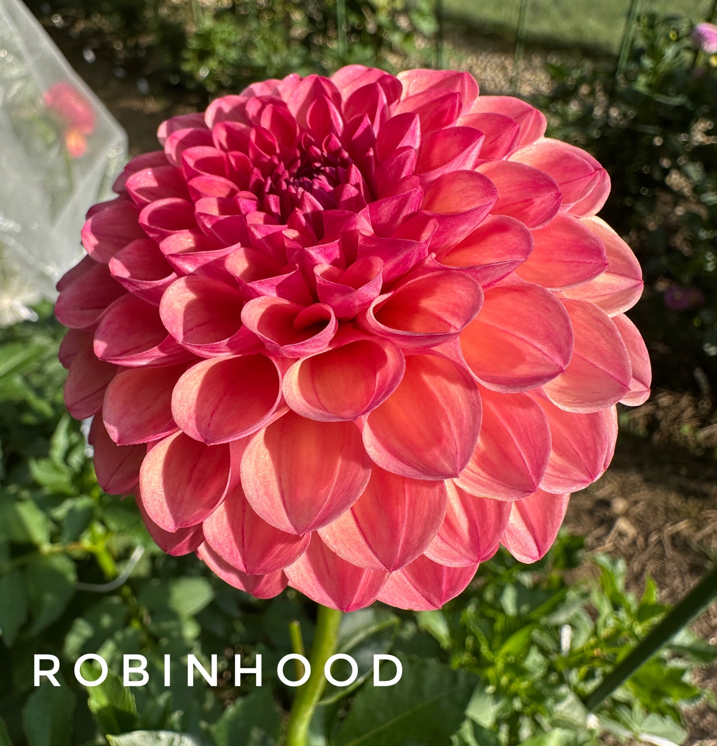 Robinhood