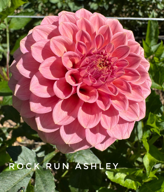 Rock Run Ashley