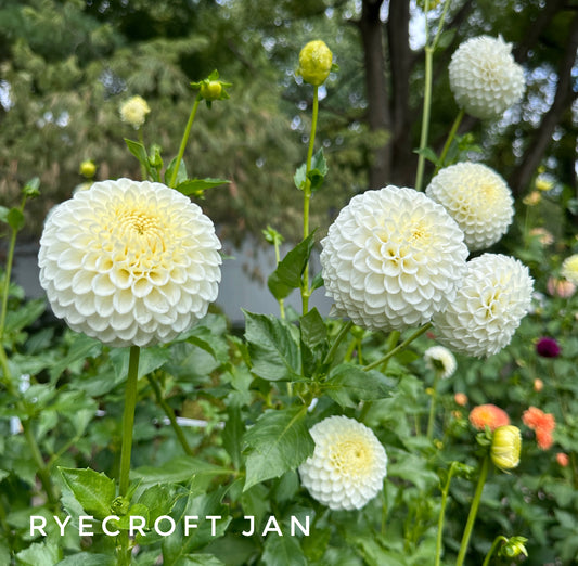 Ryecroft Jan