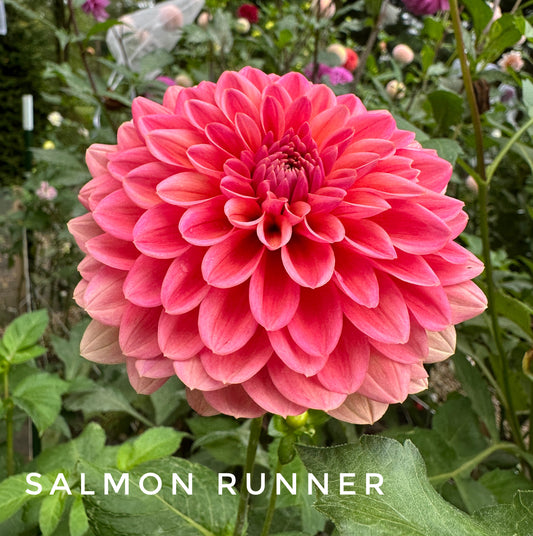Salmon Runner