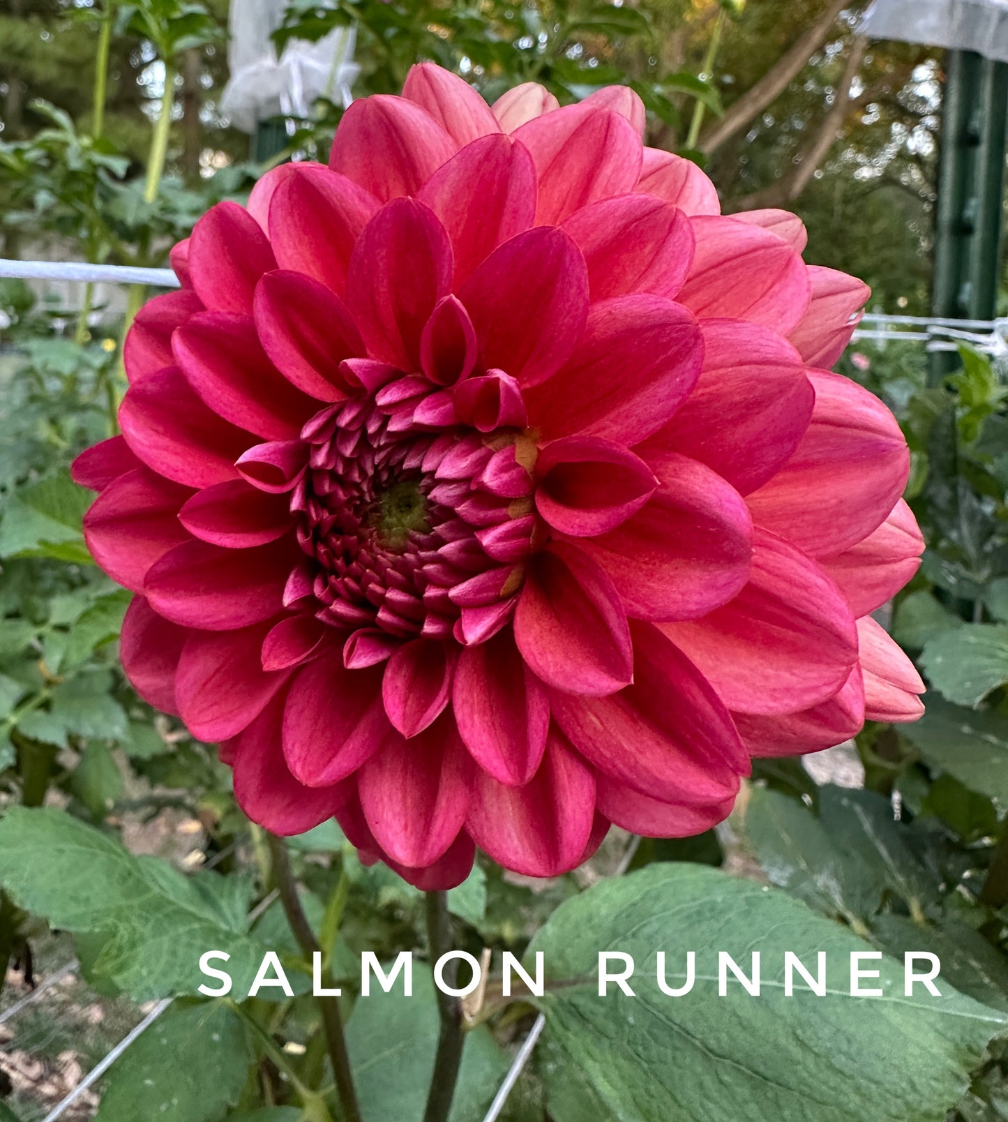 Salmon Runner