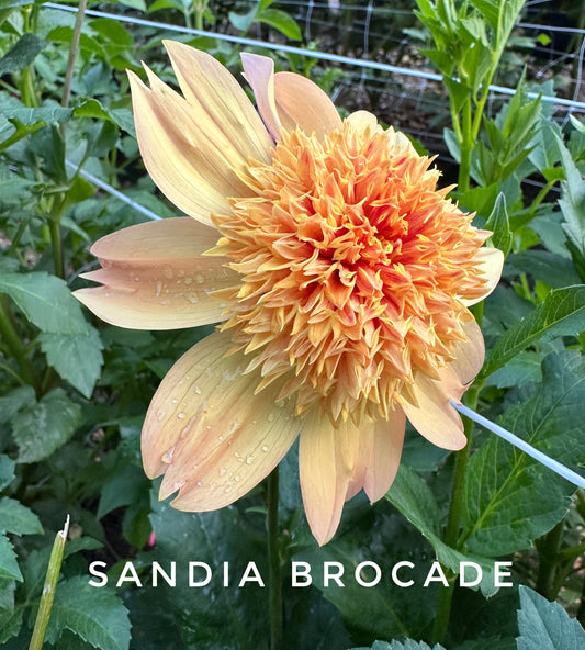 Sandia Brocade