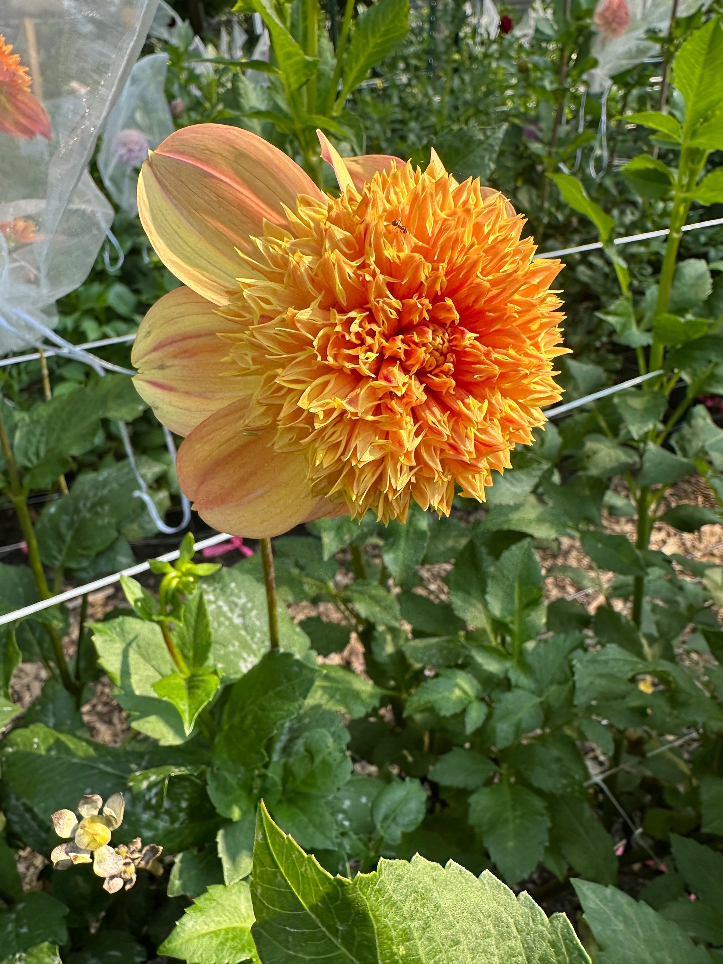 Sandia Brocade