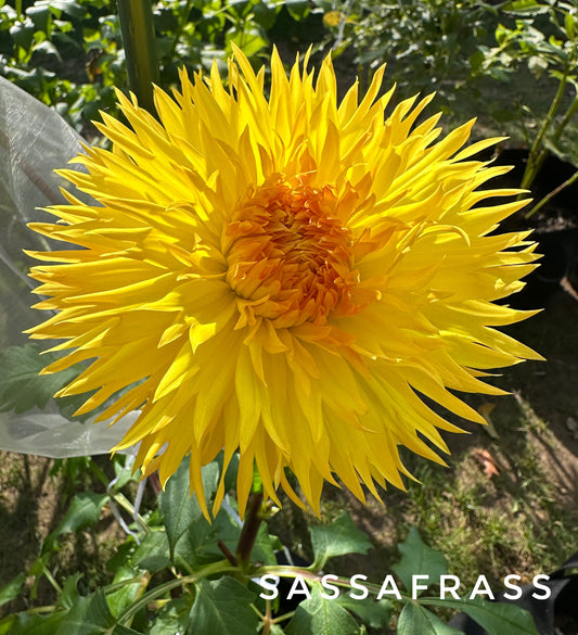 Sassafras