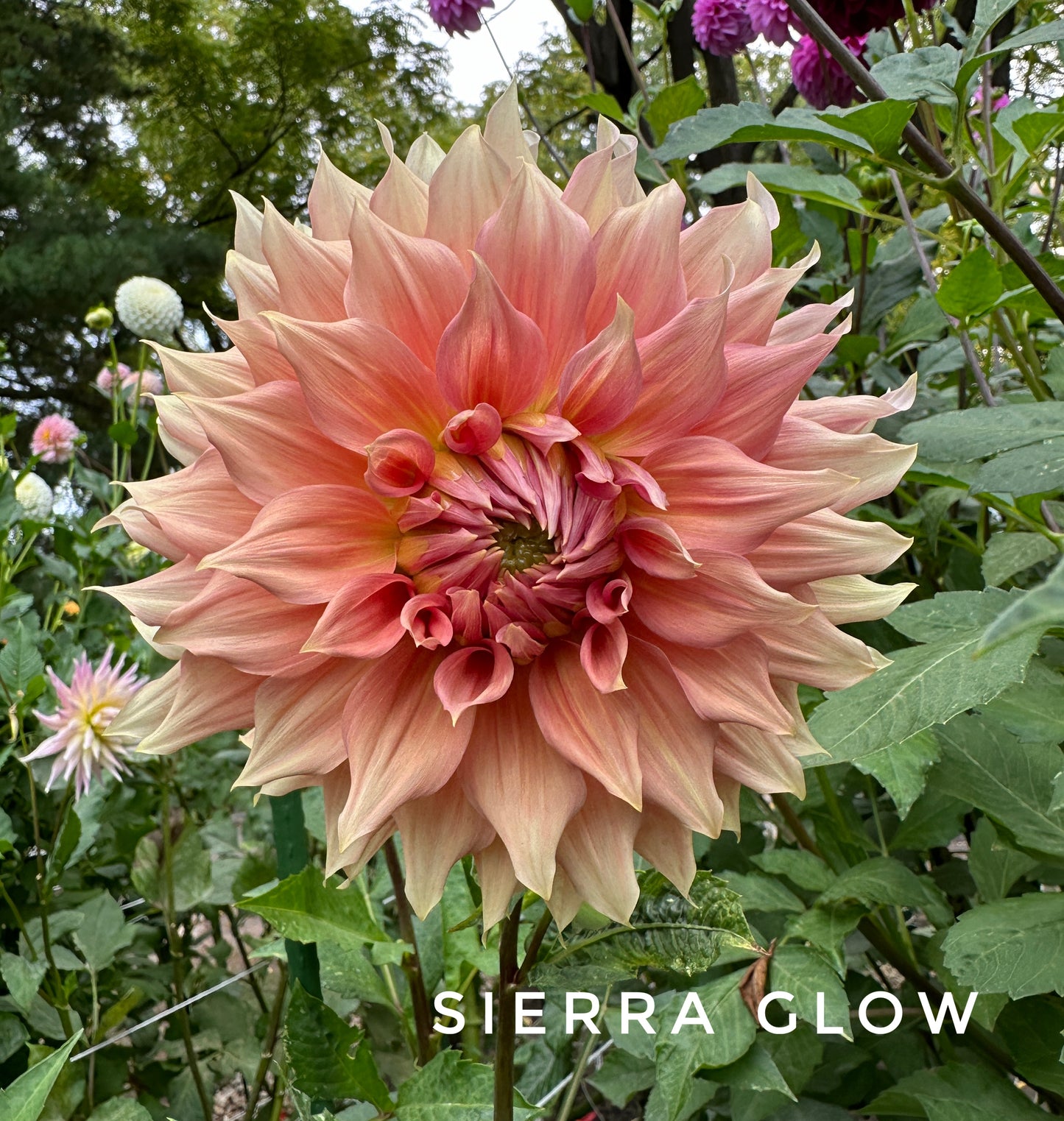 Sierra Glow