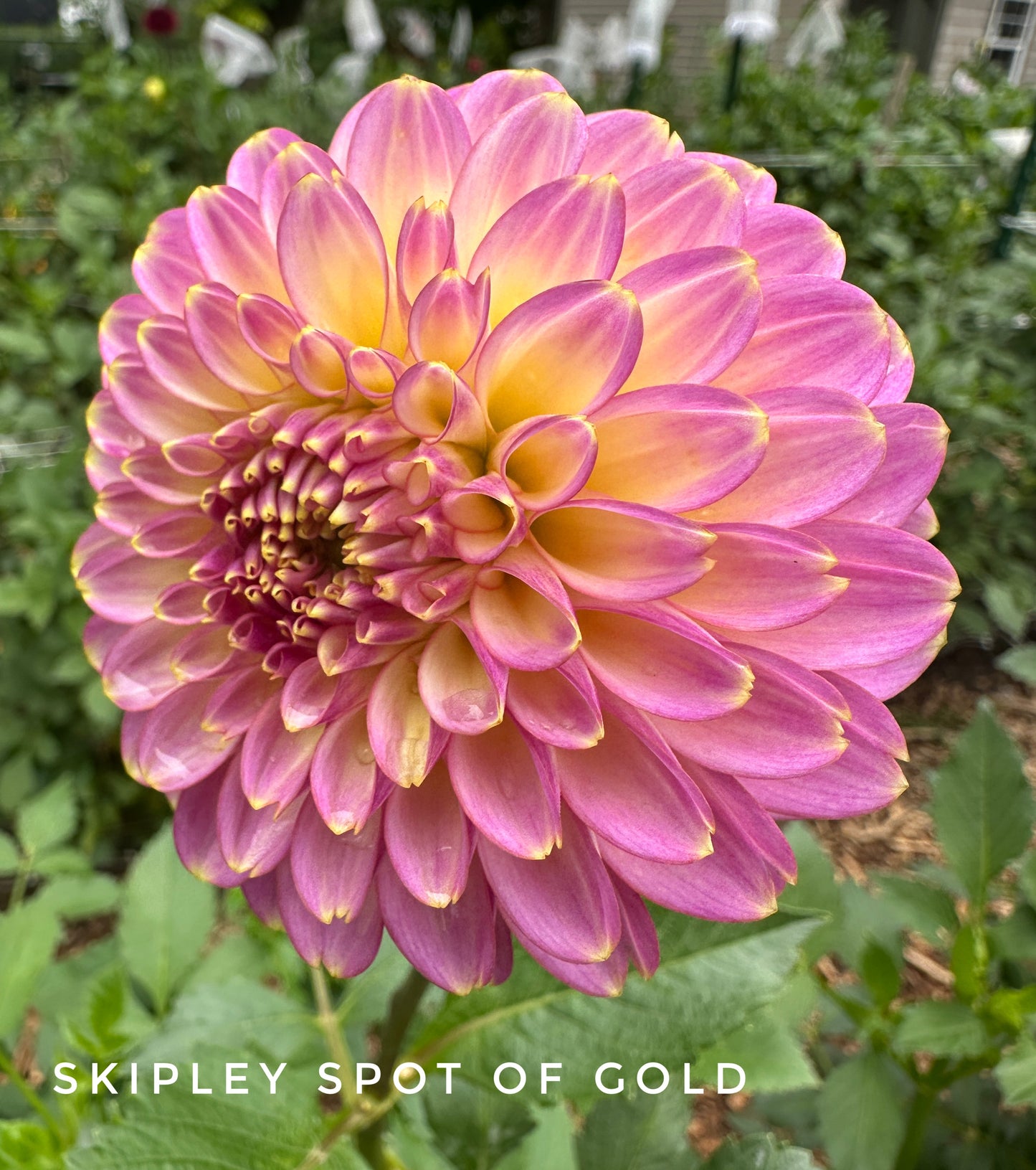 Skipley Spot of Gold