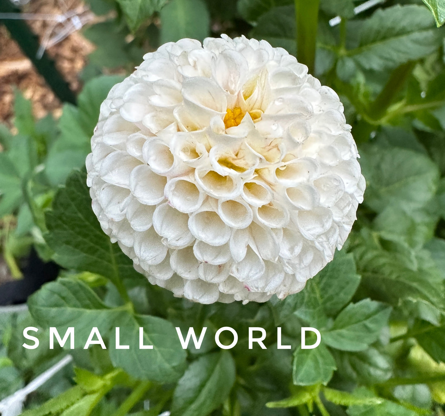 Small World