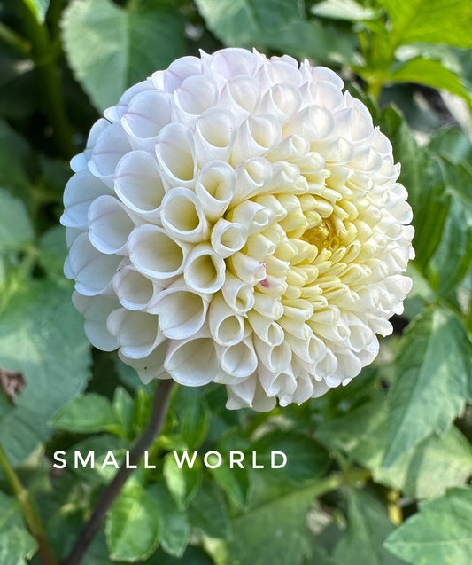 Small World