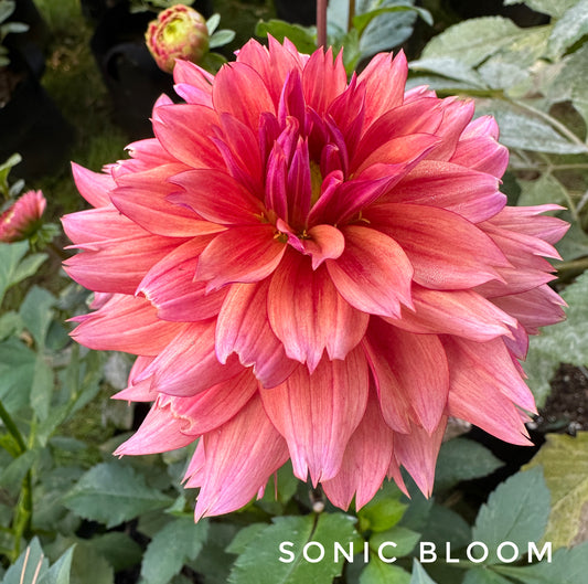 Sonic Bloom
