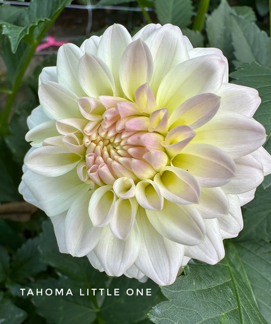 Tahoma Little One