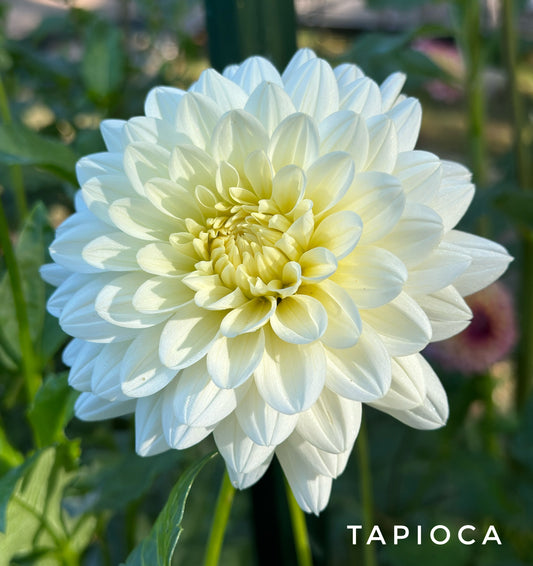 Tapioca