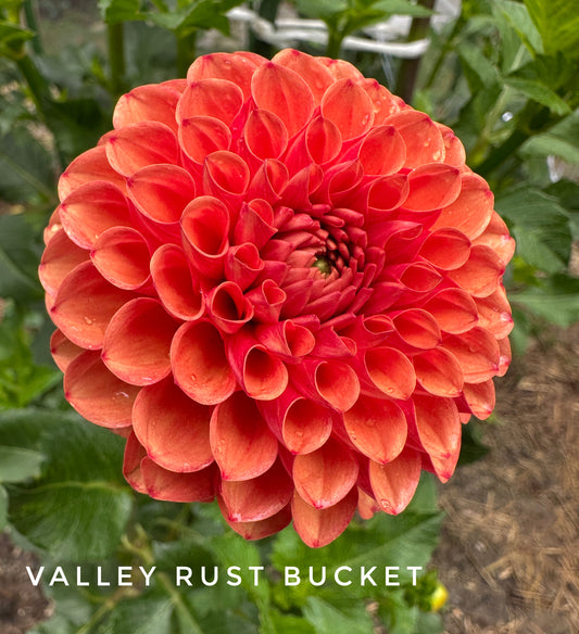 Valley Rust Bucket