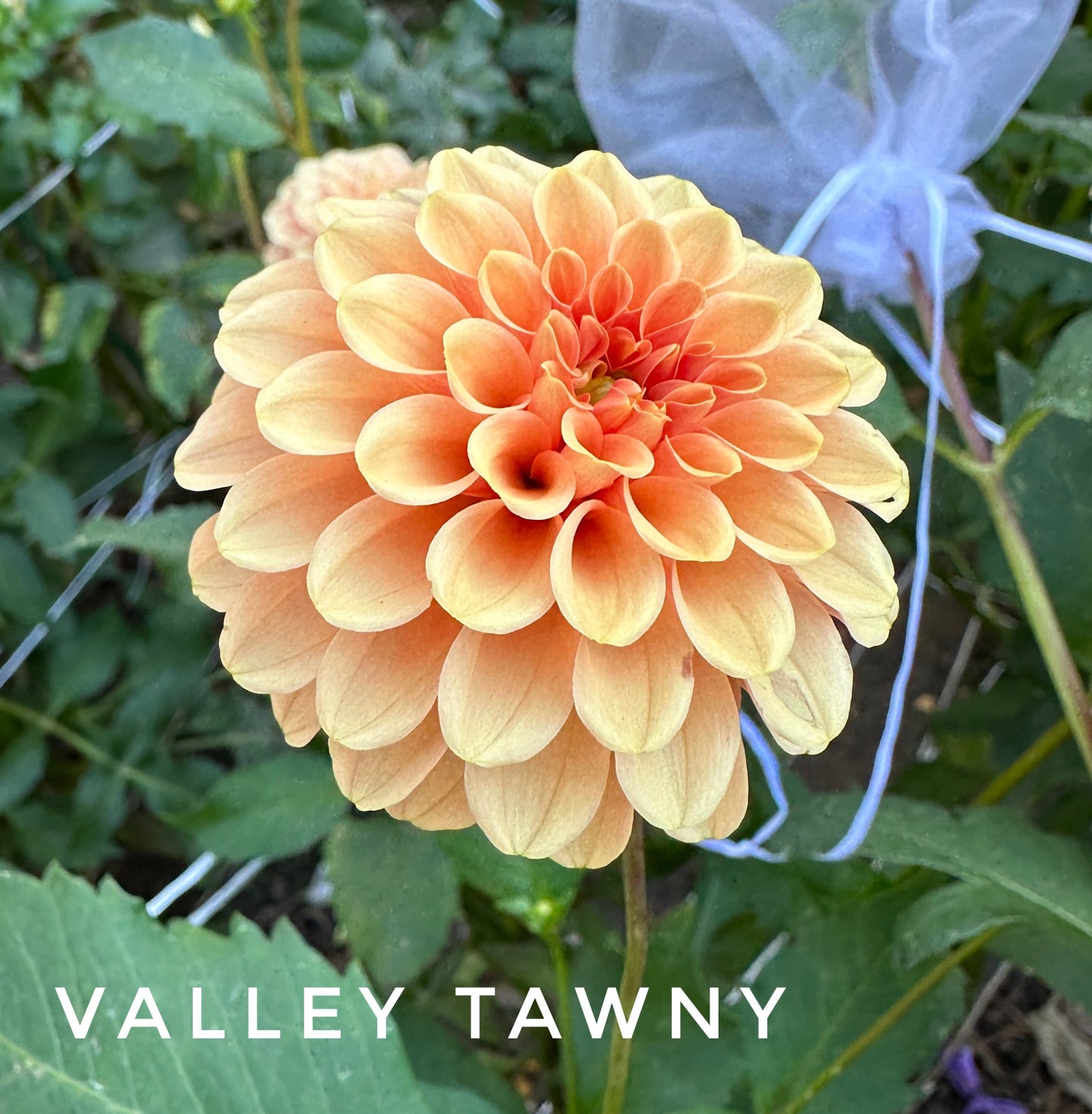 Valley Tawny