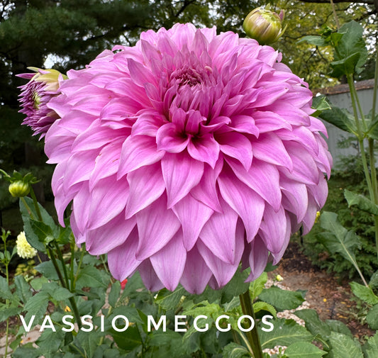 Vassio Meggos
