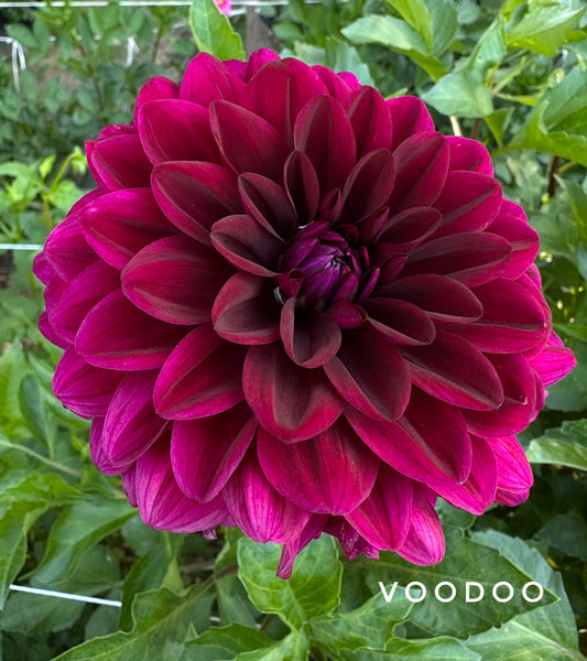 VooDoo