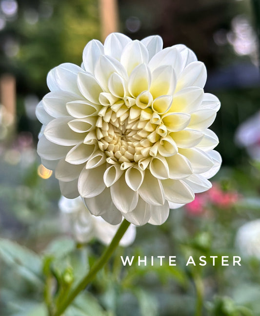 White Aster - 5 pack