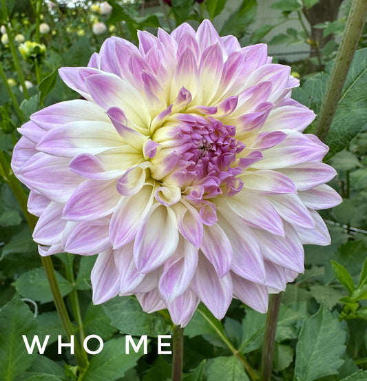Who Me