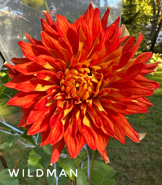 Wildman