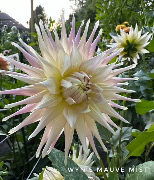 Wyn's Mauve Mist