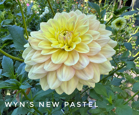 Wyn's N.E.W. Pastel